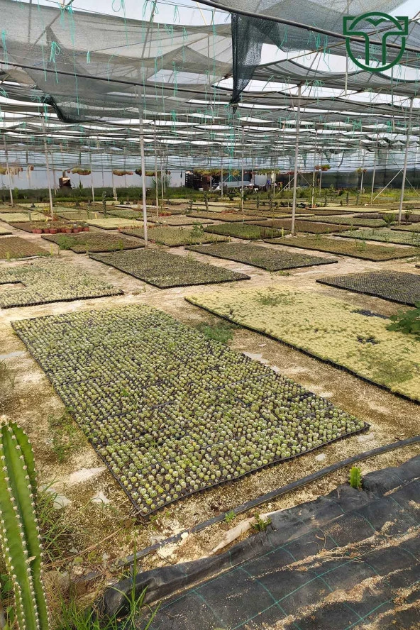 Corynopuntia Invicta Nadide Tür Kaktüs Tekli Kaktüs 5.5 cm Saksıda Özel Kaktüs - Resim 3