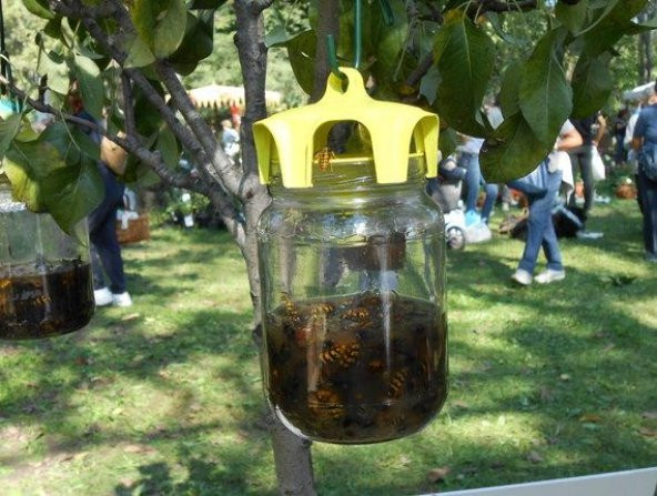 Kavanoz için Sinek Tuzağı (2ad/pkt) - Resim 5