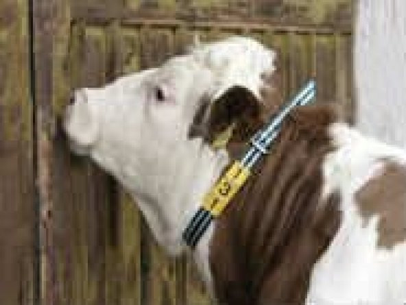 Yeşil Boyun Tasması 135cm ürün görseli