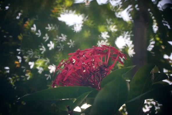 Byr SLR lens için bokeh maskesi (Sadece Plastik Aparattır!!!) 3D - 3