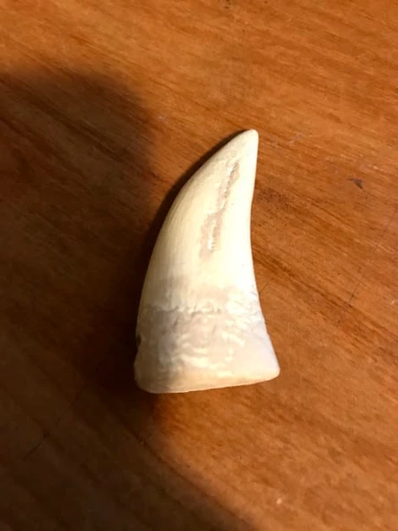 Byr T-Rex Diş Kolye (Sadece Plastik Aparattır!!!) 3D - Resim 2