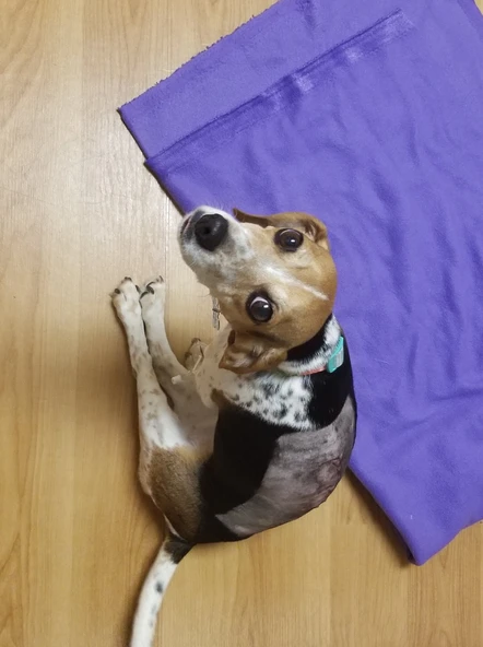 Byr LOZ Majoras Maske Çerez Kesici (Sadece Plastik Aparattır!!!) 3D - Resim 3