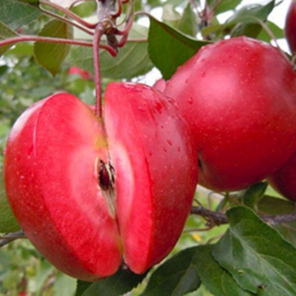 RED LOVE TÜPLÜ ELMA FİDANI İÇİDE KIRMIZI DİKİM GÜBRESİ HEDİYELİ