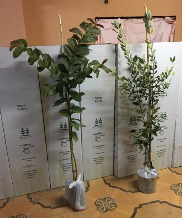 TROPİKAL 2Lİ 2 YAŞ GUAVA +3 YAŞ FEİJOA(KAYMAK AĞACI) 100-130 CM