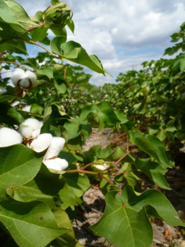 Hibrit Havlı Pamuk Tohumu Süs Pamuğu 50 Ad. Tohum