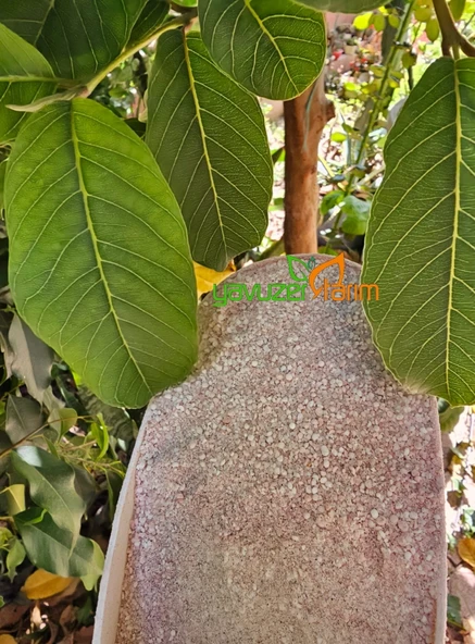 Bitki Coşturan NP Gübre ( 27-05-0 ) Yüksek A.N. Azotlu Keymag Safir 2,5 Kg - 2