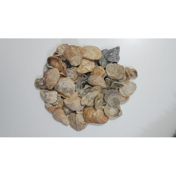 Yamuk Deniz Kabuğu 250 gr - 3