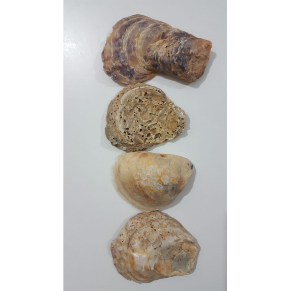 Yamuk Deniz Kabuğu 250 gr - 4