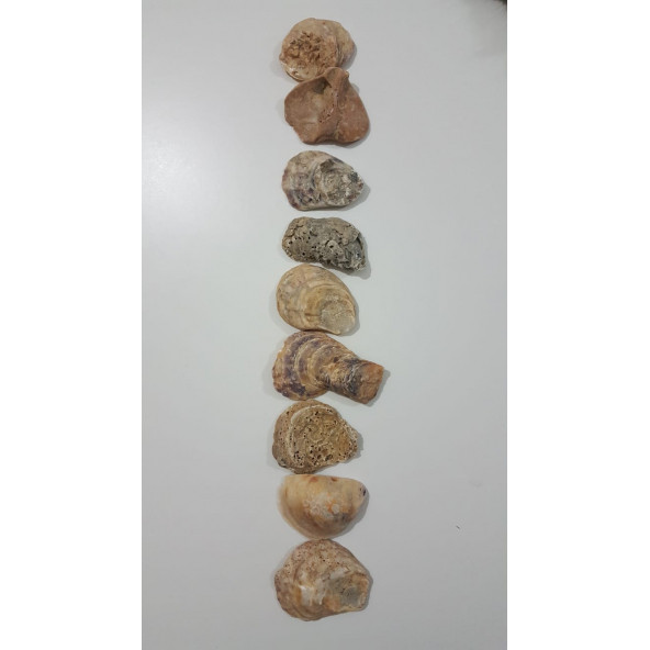 Yamuk Deniz Kabuğu 250 gr - 6