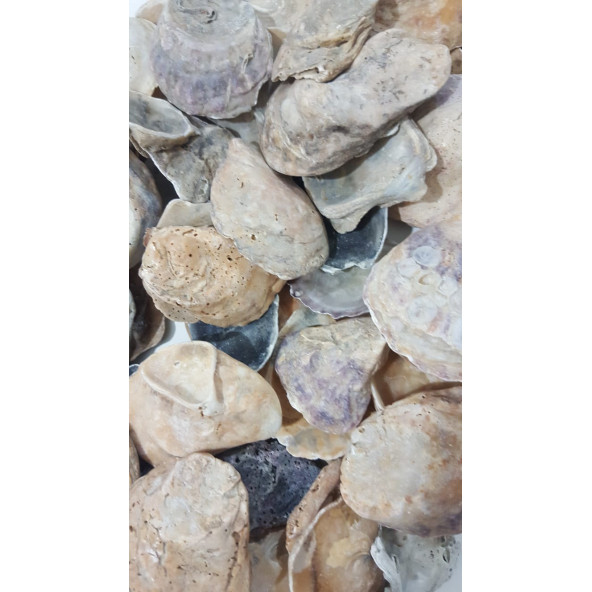 Yamuk Deniz Kabuğu 250 gr - 7