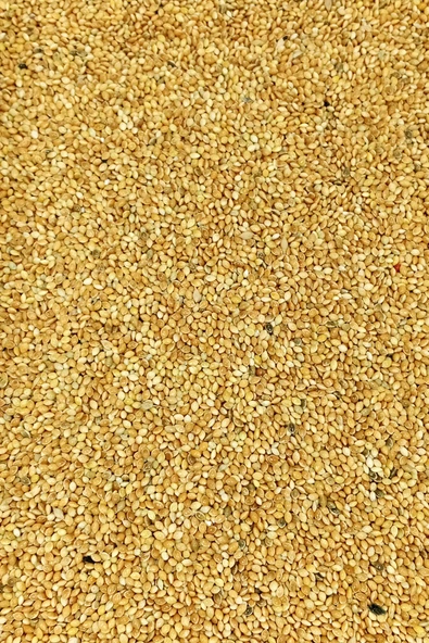 Muhabbet ve Tüm Egzotik Kuşlar İçin Doğal Taze Tane Sarı Darı - 5 kg - 3