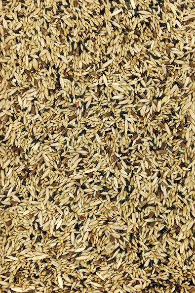 Kanarya Karışık Kuş Yemi Doğal Taze - 3 kg - 3