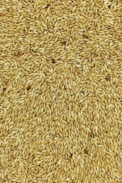 Doğal Taze Kanarya Sade Kuş Yemi - 10 kg - 3