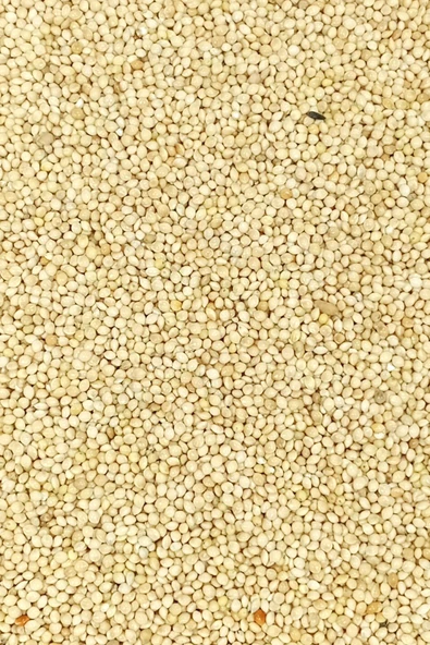 Ak Darı Sade Tozsuz Doğal Taze Kuş Yemi - 10 kg - 3