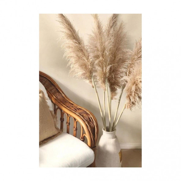 PAMPAS 10 Adet - 2