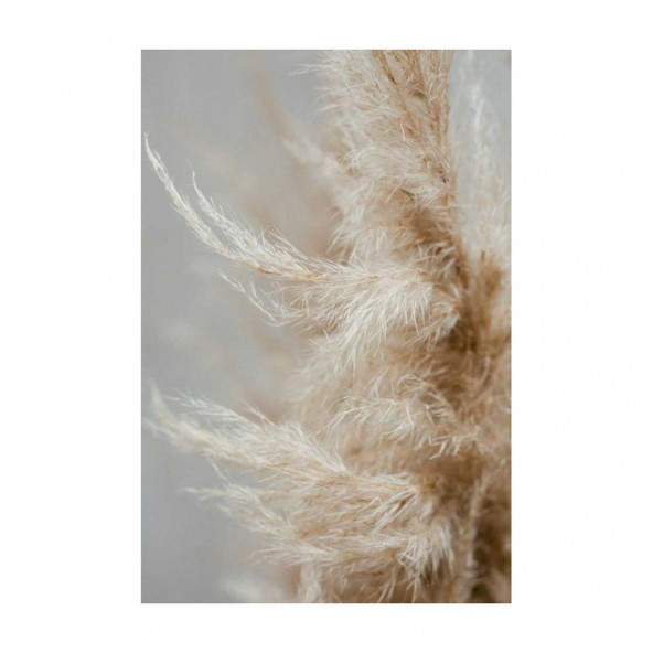 PAMPAS 10 Adet - 3