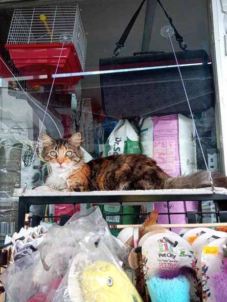 FR PET Cama Yapışan Kedi Yatağı 30 x 50 - 2