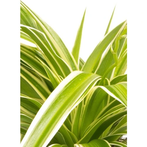 Alacalı Kurdele Çiçeği Fidanı 10-20 cm - Resim 3