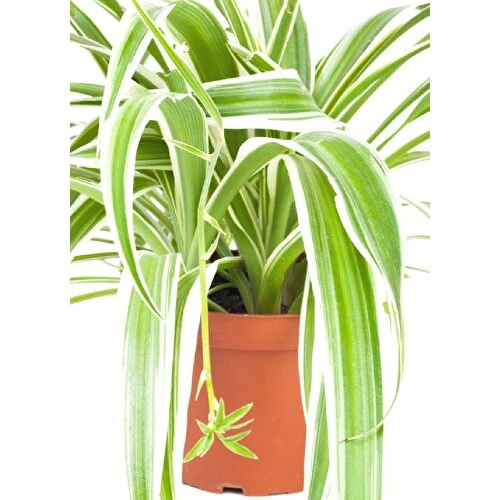 Alacalı Kurdele Çiçeği Fidanı 10-20 cm ürün görseli