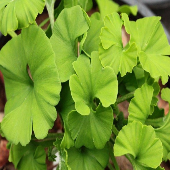 Tüplü Ginkgo Biloba Mabet Ağacı Fidanı (5-15 Cm)