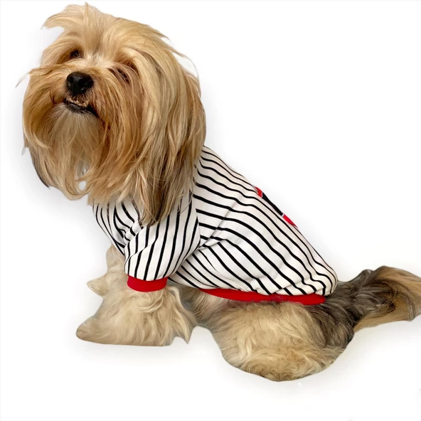 Champion Oval Yaka Tişört Köpek Kıyafeti - 3