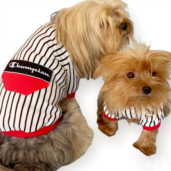 Champion Oval Yaka Tişört Köpek Kıyafeti - 7