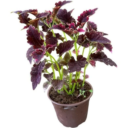 Bordo Yaprak Güzeli Yaprağı Güzel Kolyos Çiçeği Özel Renk 10-20 cm ürün görseli