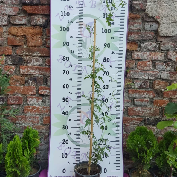 Jasminum polyanthum - Hoş Kokulu ve Gösterişli Çiçekli Bitki (Şam yasemini DEĞİL) - 2