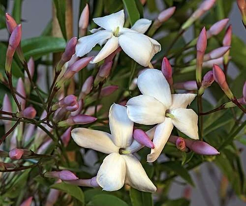 Jasminum polyanthum - Hoş Kokulu ve Gösterişli Çiçekli Bitki (Şam yasemini DEĞİL) - 1