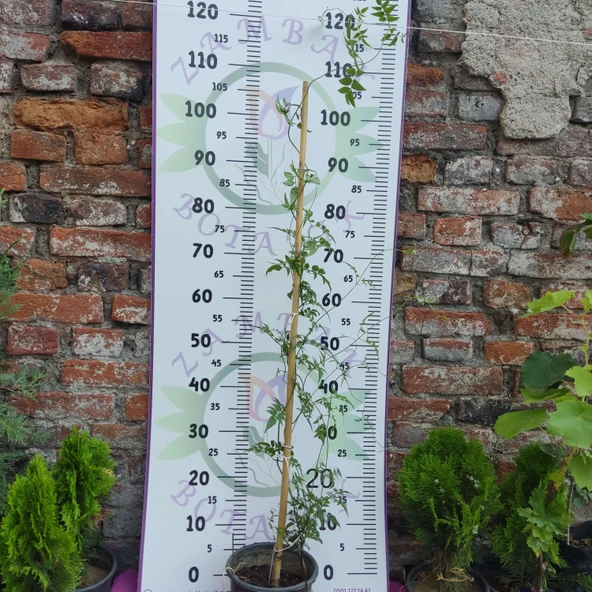 Jasminum polyanthum - Hoş Kokulu ve Gösterişli Çiçekli Bitki (Şam yasemini DEĞİL) - 3