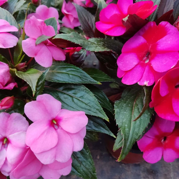3 Adet Yenigene (Impatiens Hawkeri - New Guinea Impatiens) - Canlı ve Renkli Yarı Gölgeli Çiçek - 3