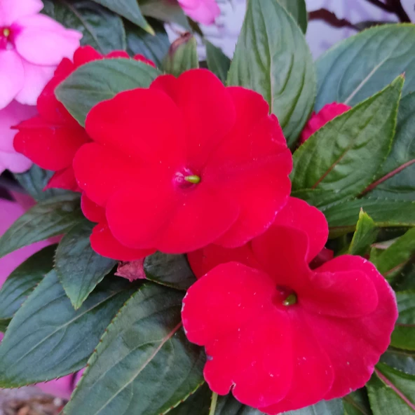 3 Adet Yenigene (Impatiens Hawkeri - New Guinea Impatiens) - Canlı ve Renkli Yarı Gölgeli Çiçek - 5