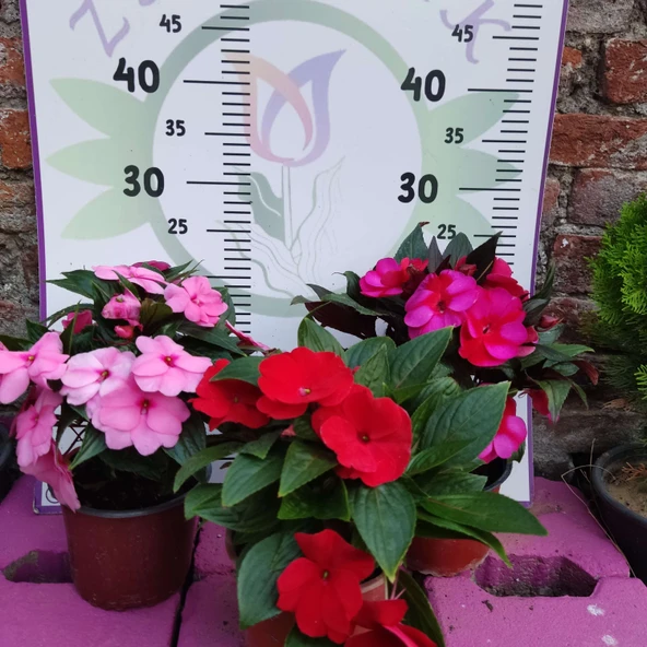 3 Adet Yenigene (Impatiens Hawkeri - New Guinea Impatiens) - Canlı ve Renkli Yarı Gölgeli Çiçek - 1