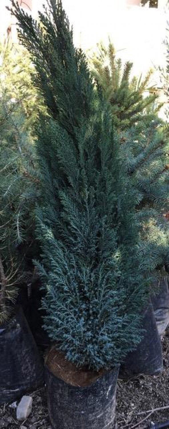 2 yaş Elvudi Çamı, Chamaecyparis Lawsoniana 70-100 cm ürün görseli 1