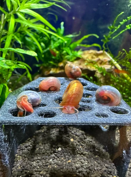 Karides Mağarası (GRİ RENKLİ) Karidesler Için Delikli Saklanma Alanı - 2