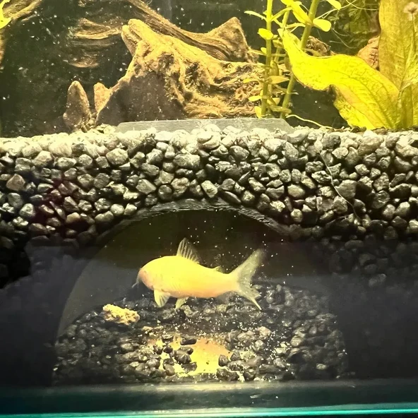 Akvaryum Şeffaf Yan Saklanma Yuvası  Cam Kenarı Balık Mağarası (BEYAZ RENKLİ) - 3