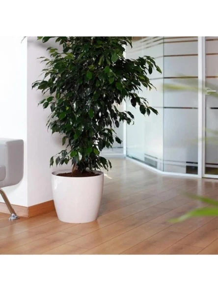 Omnipazar SO-YK07 Yakut Saksı Takımı Separetörlü 66 Litre Kirli Beyaz 3 Adet - 3