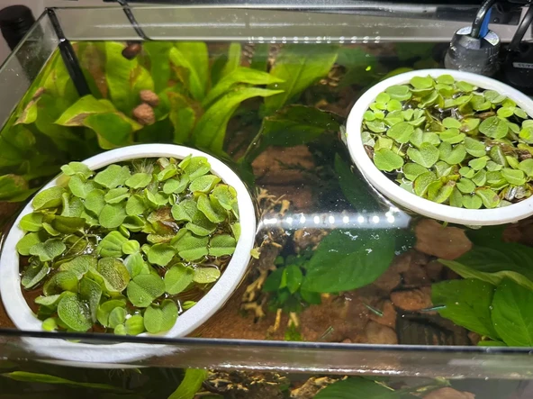 Akvaryum Yüzen Bitki ve Yem Halkası (3 adet) Balıklar için Yüzey Düzenleyici ve Işık Geçirgen Halka - 2