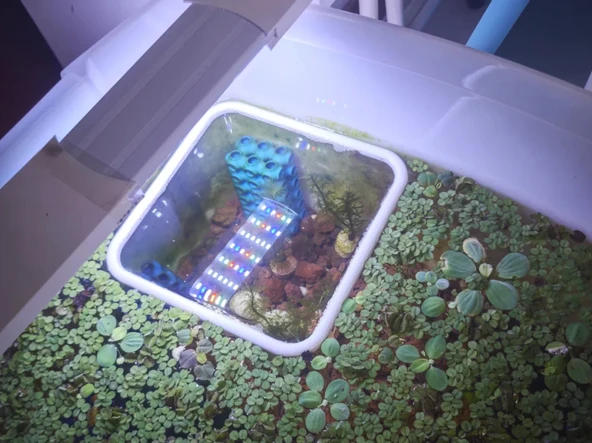 Akvaryum Balık Besleme Halkası 15x15 cm Yüzen Kare Yemleme Alanı Bitki Ayırıcı Çerçeve