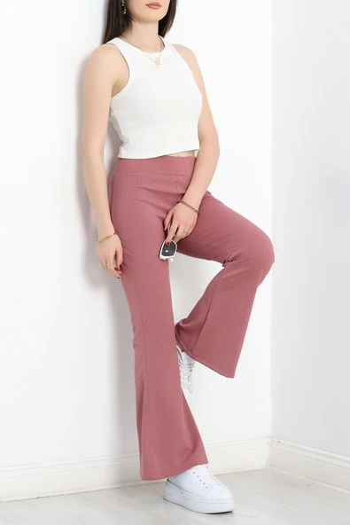 Fitilli İspanyol Tayt Gülkurusu - Resim 2