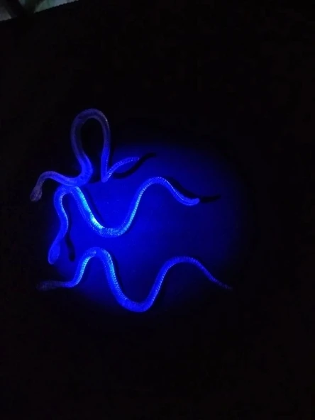 Şaka Yılan Ve Kırkayak Karışık 36 Adet - Resim 5