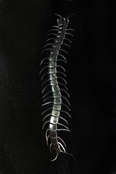 Şeffaf Renk Karanlıkta Parlayan Fosforlu Kırkayak 13 Cm 1 Adet - 2