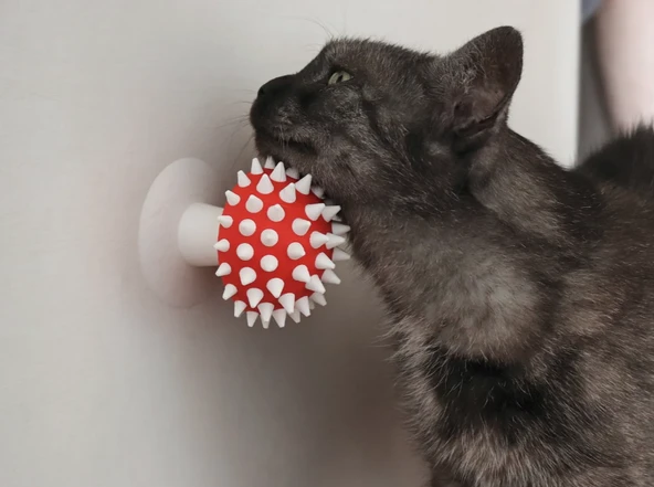 Mantar Görünümlü Kedi Kaşıma Oyuncağı Tımar Mantarı Duvara Yapıştırılabilir