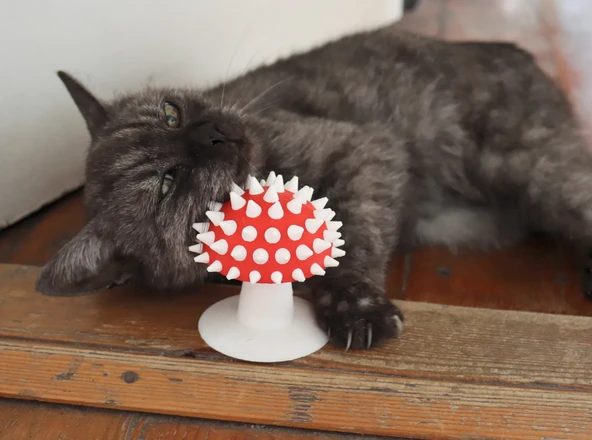 Mantar Görünümlü Kedi Kaşıma Oyuncağı Tımar Mantarı Duvara Yapıştırılabilir - 2