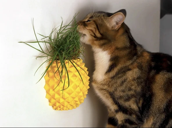 Ananas Şekilli Kedi Kaşıma Aparatı (Kedi Çimi Eklenebilir  Duvara Montaj  Dekoratif Tasarım)