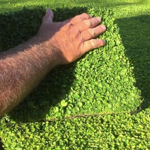 Dona Dayanıklı Dichondra Repens Fare Kulağı Tohumu(50 gram) - 5