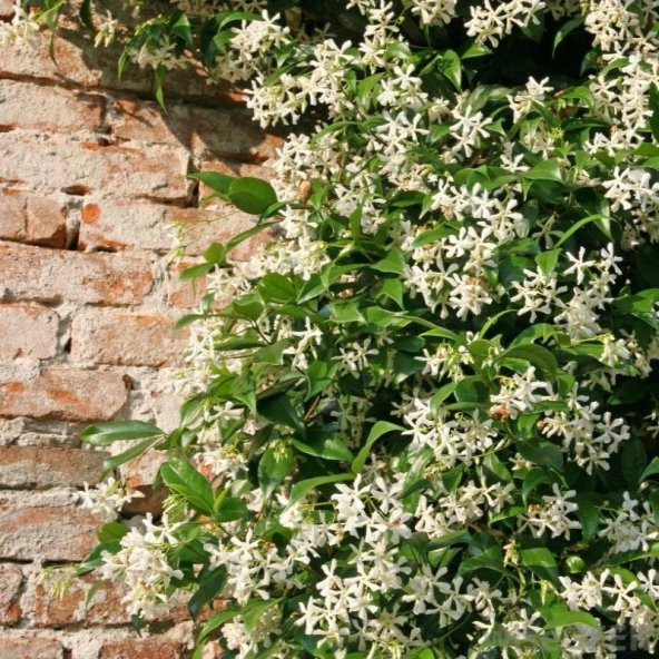Tüplü Herdem Yeşil Yoğun Kokulu Arap Yasemini Fidanı (100-200 cm) - 3