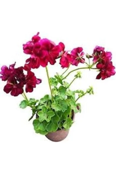 Sakız Sardunya Fidanı ( Saksılı Çiçek ) 10-20 cm - Resim 3