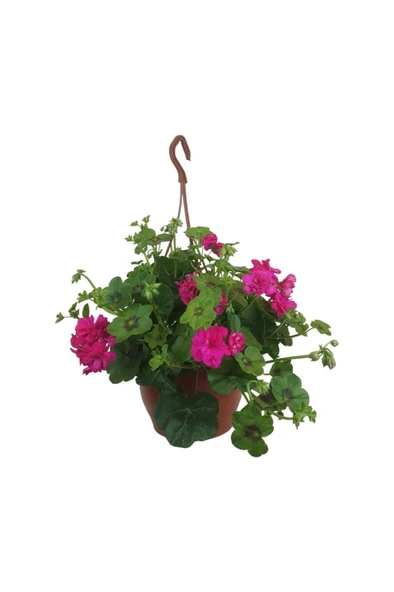 Sakız Sardunya Çiçeği Fidanı 10-20 Cm ürün görseli