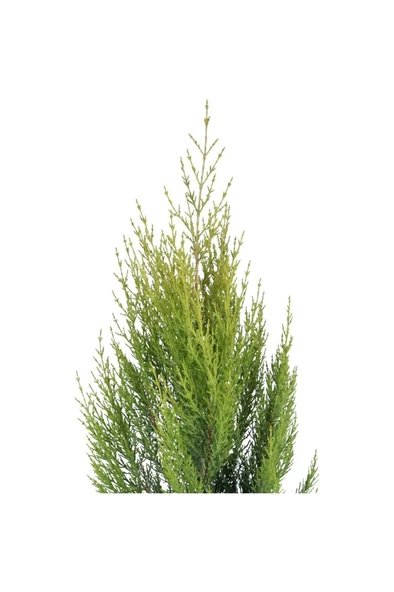 Limon Çamı Limoni Servi Fidanı 20-40 Cm - Resim 2